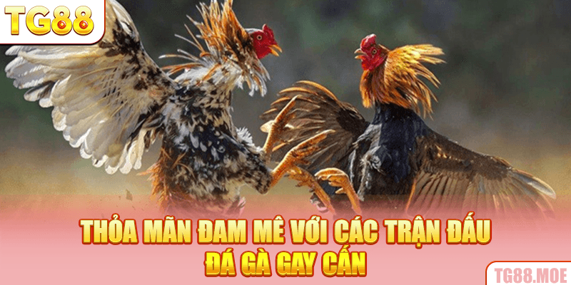 Thỏa mãn đam mê với các trận đấu đá gà gay cấn